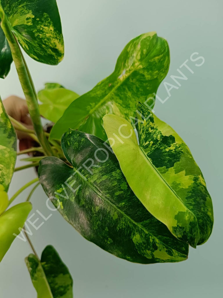 Philodendron burle marx variegata