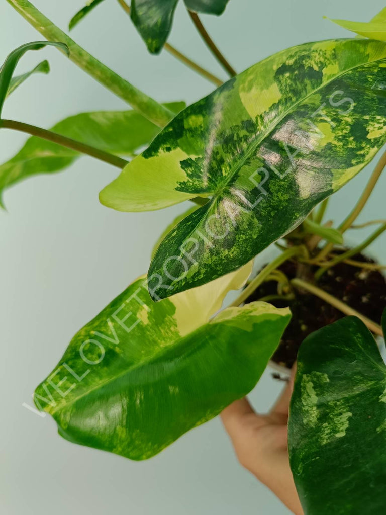 Philodendron burle marx variegata