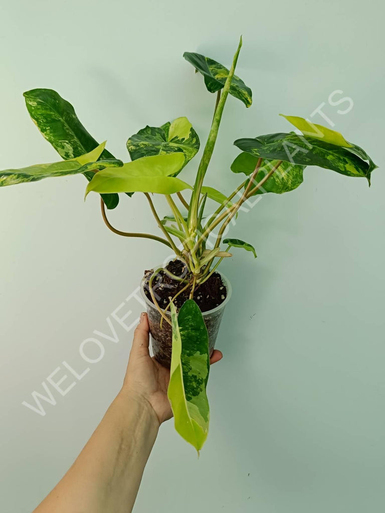 Philodendron burle marx variegata