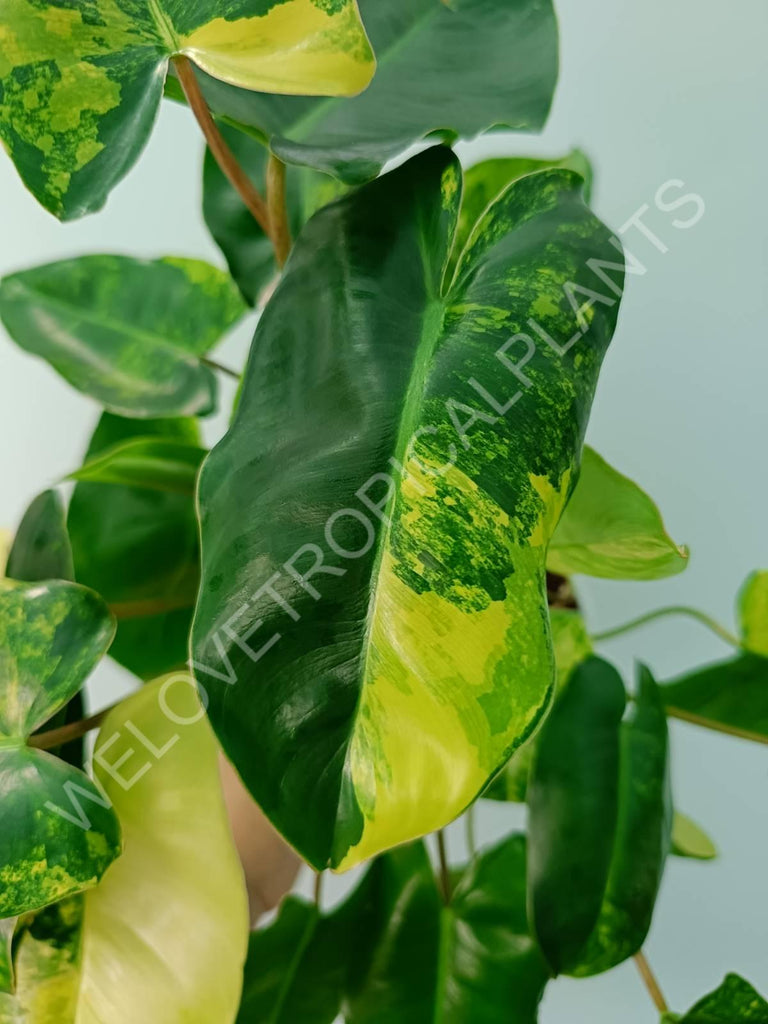 Philodendron burle marx variegata