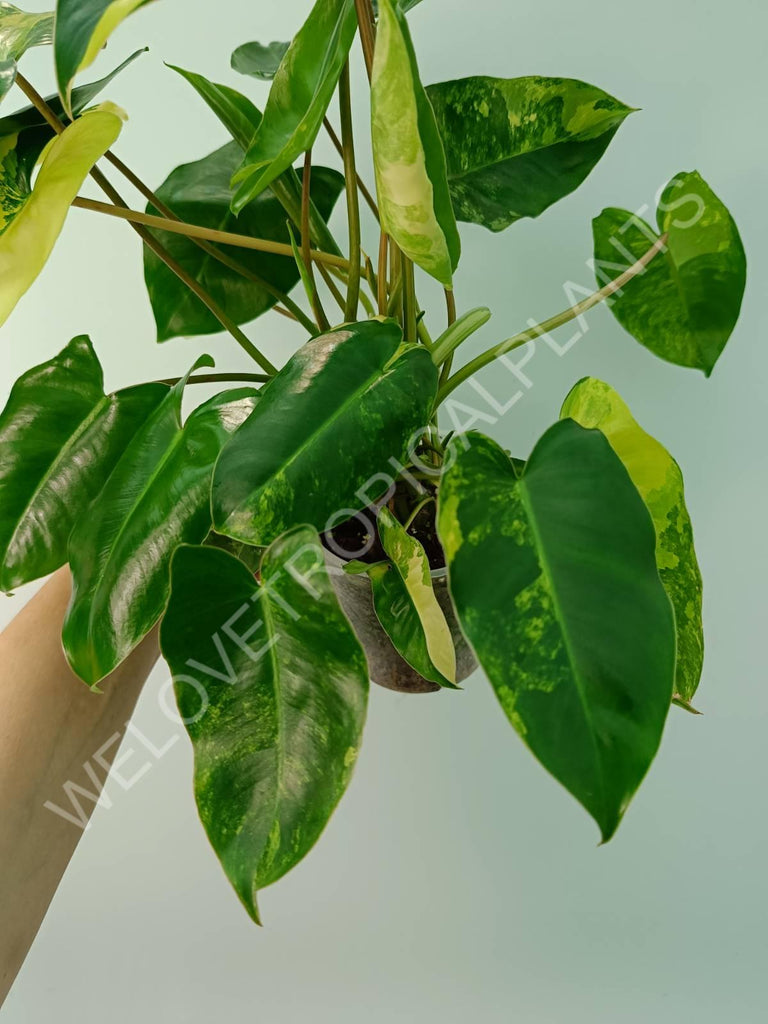 Philodendron burle marx variegata