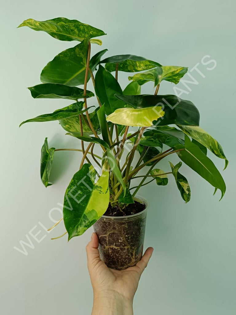 Philodendron burle marx variegata