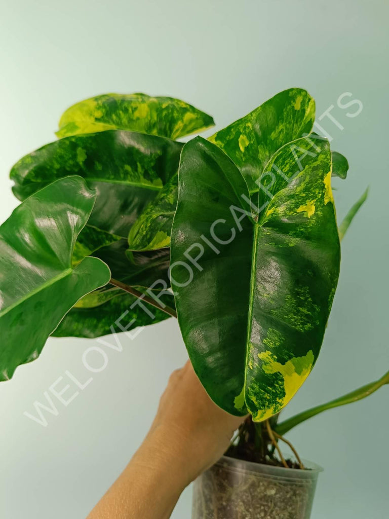 Philodendron burle marx variegata