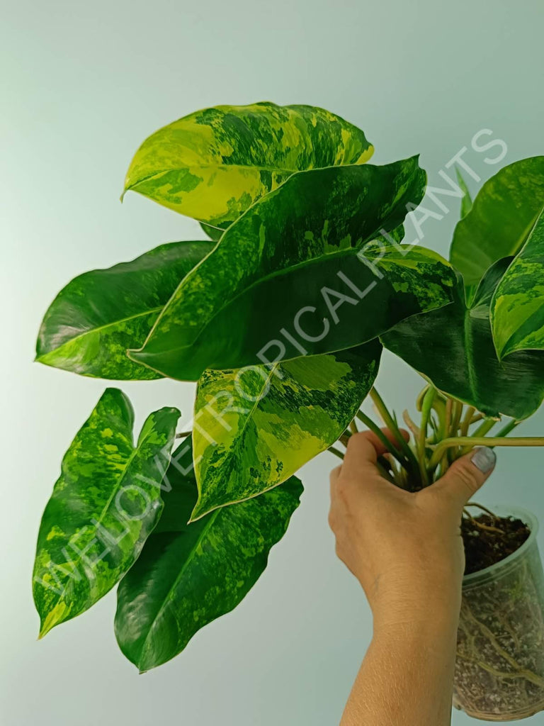 Philodendron burle marx variegata