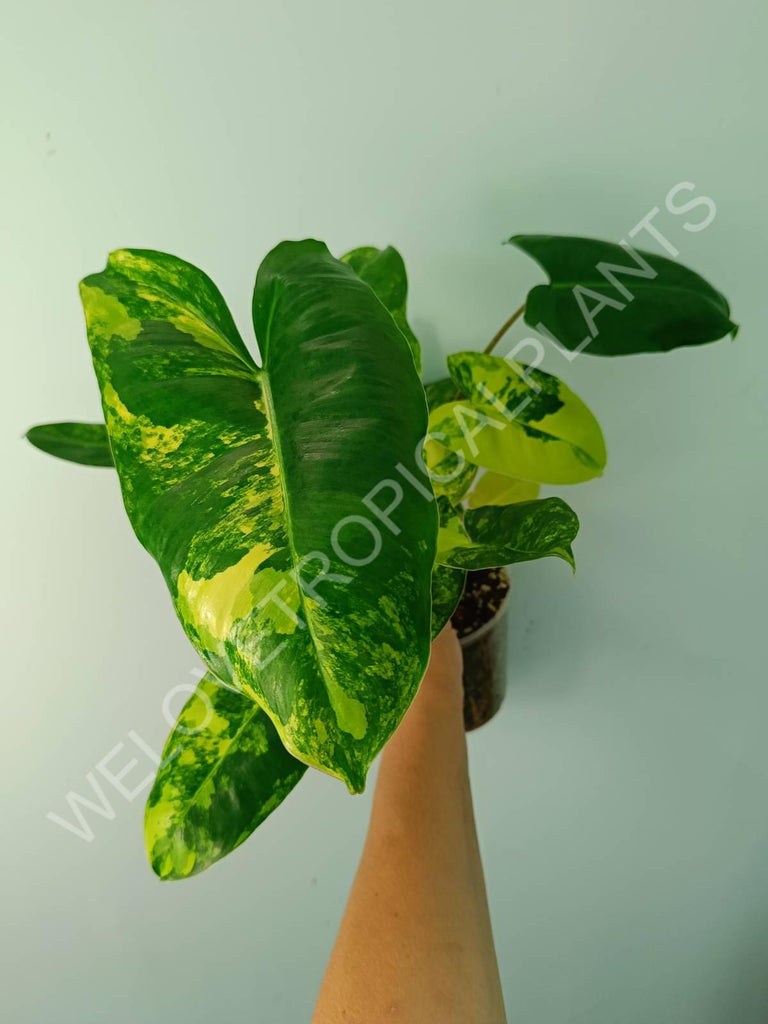 Philodendron burle marx variegata