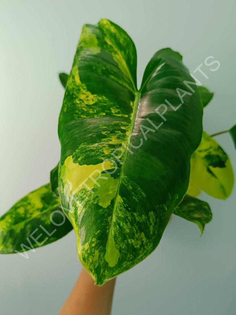 Philodendron burle marx variegata