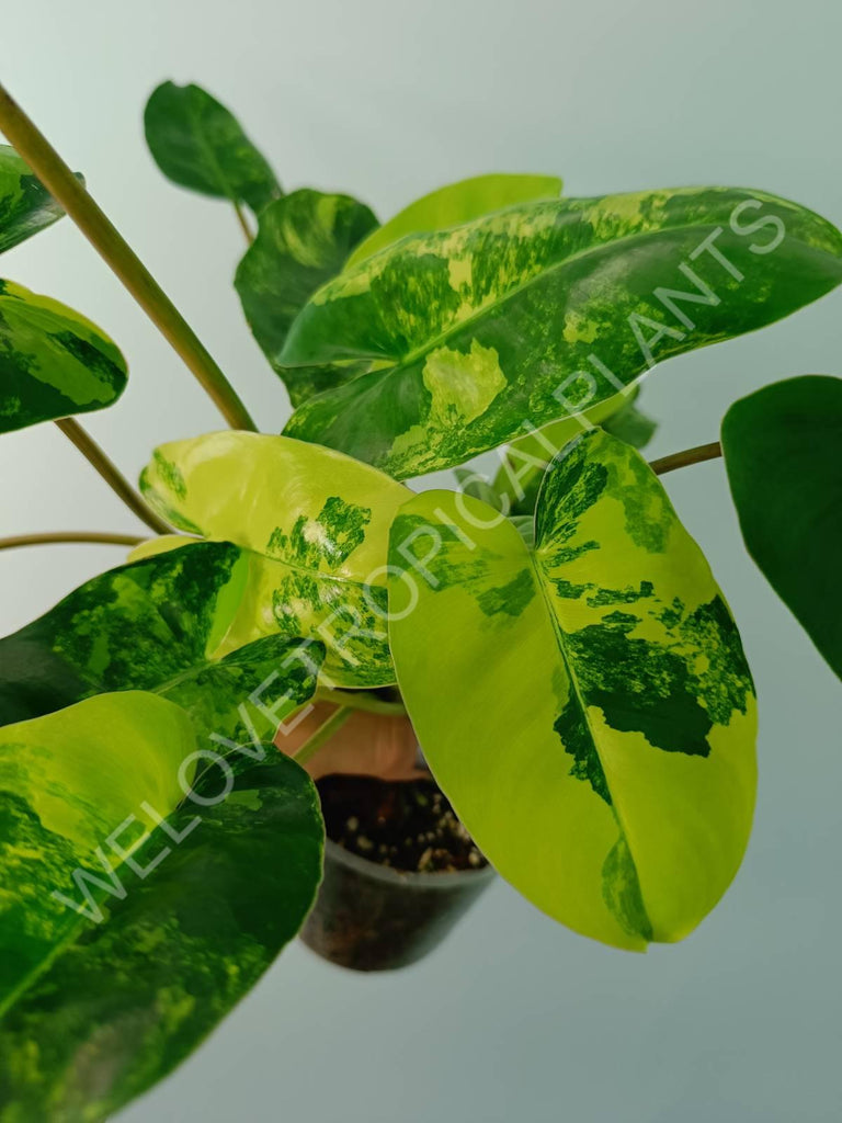 Philodendron burle marx variegata