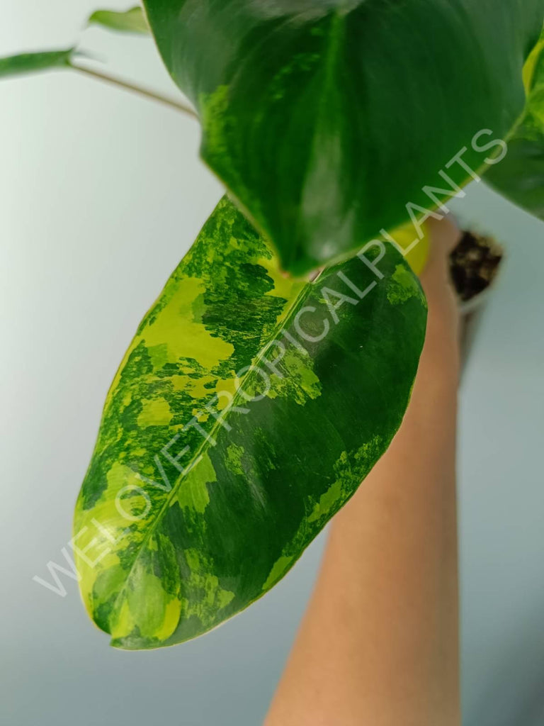 Philodendron burle marx variegata