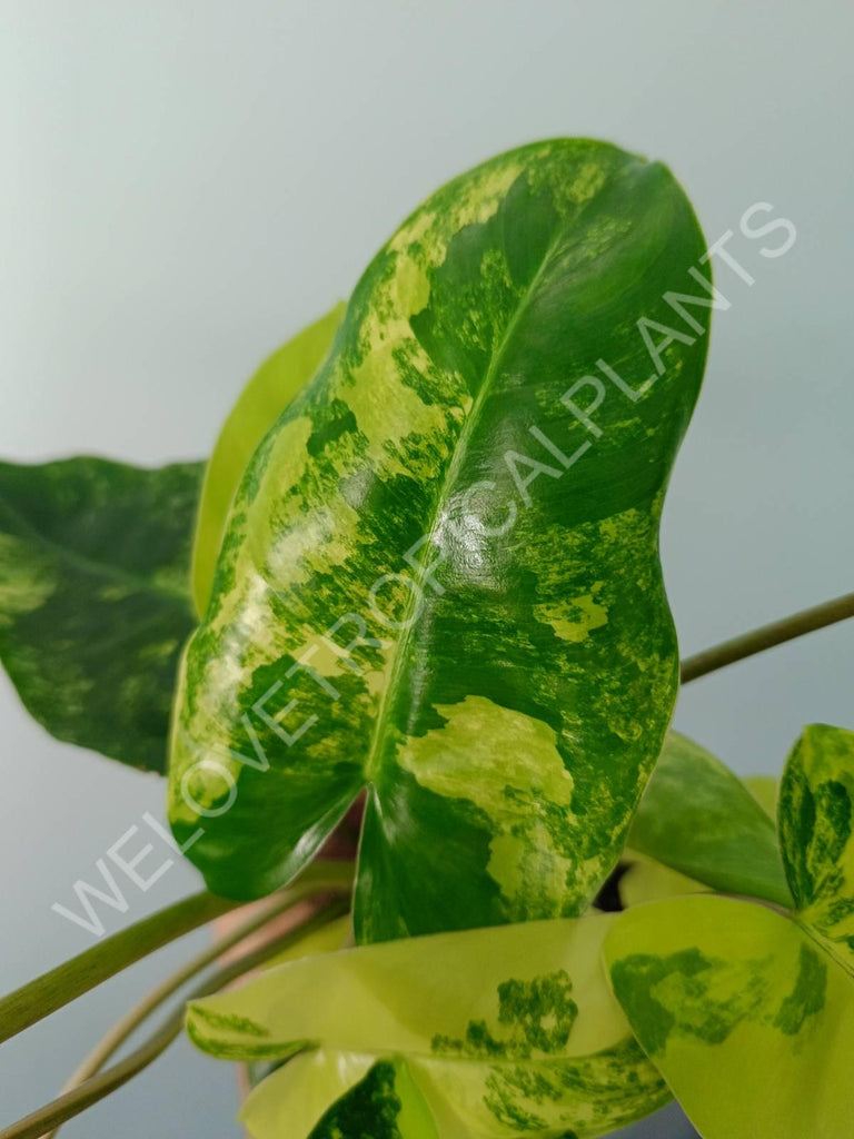 Philodendron burle marx variegata