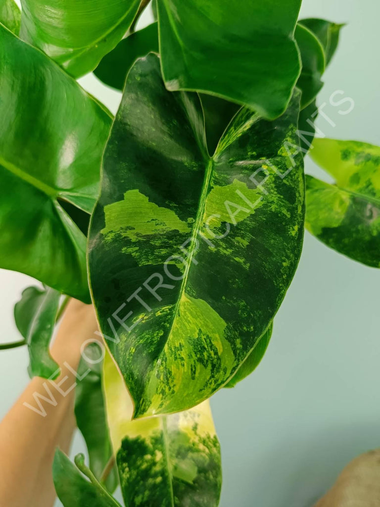 Philodendron burle marx variegata