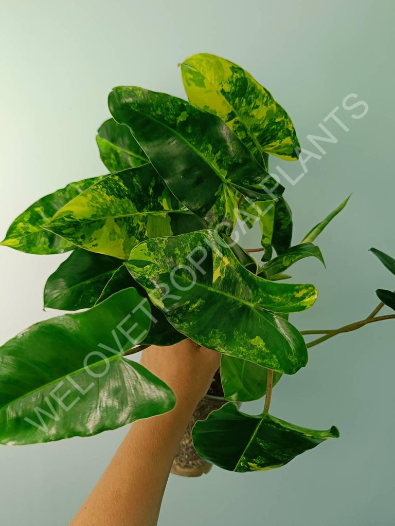 Philodendron burle marx variegata