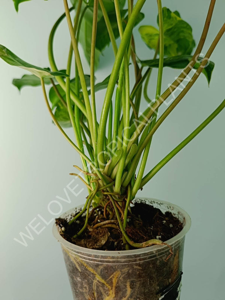 Philodendron burle marx variegata