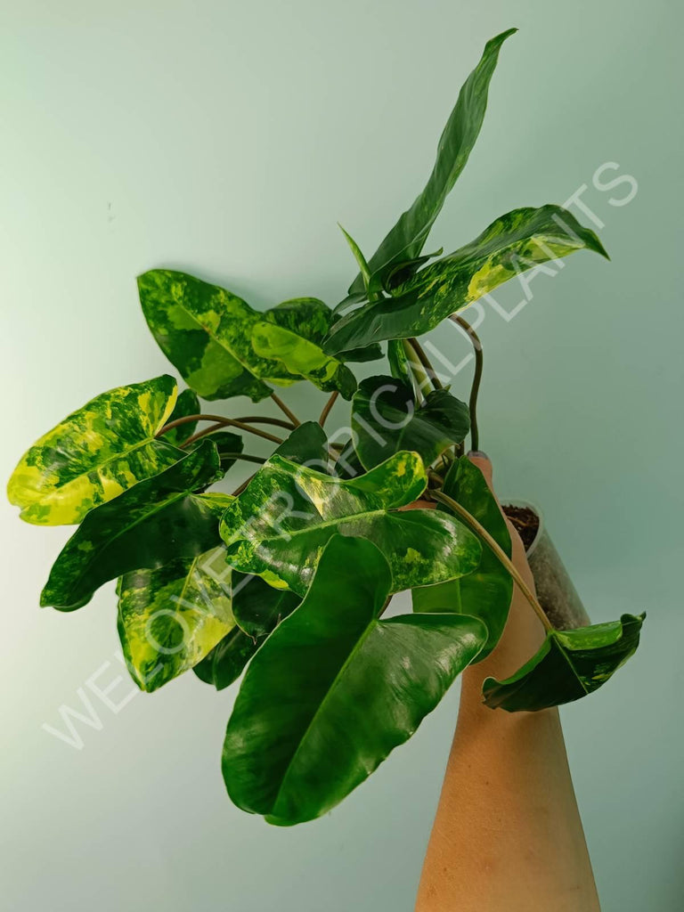 Philodendron burle marx variegata