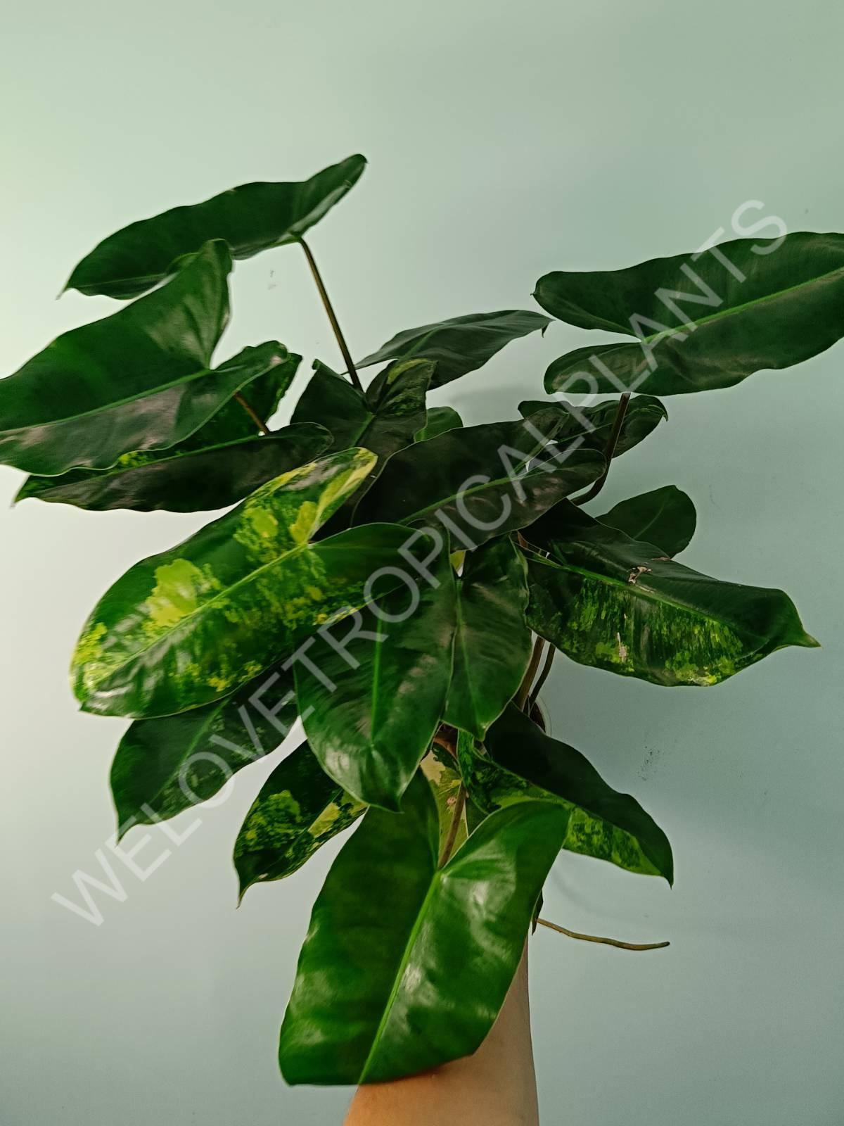 Philodendron burle marx variegata