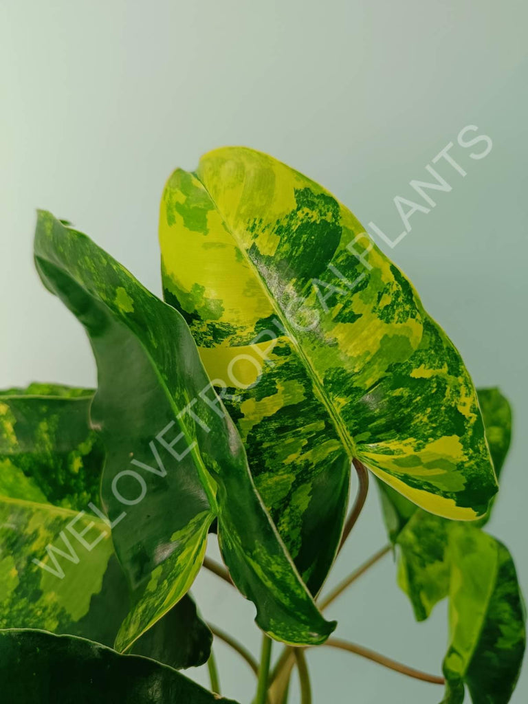 Philodendron burle marx variegata