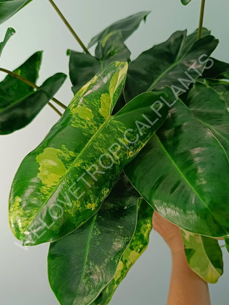 Philodendron burle marx variegata