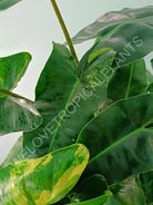 Philodendron burle marx variegata