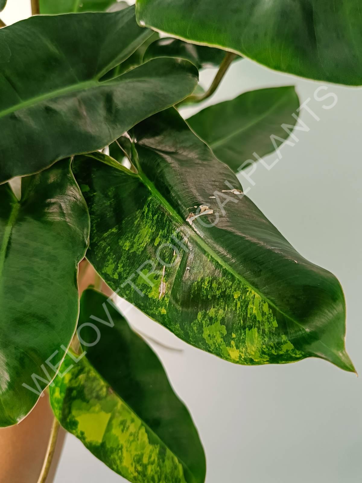 Philodendron burle marx variegata