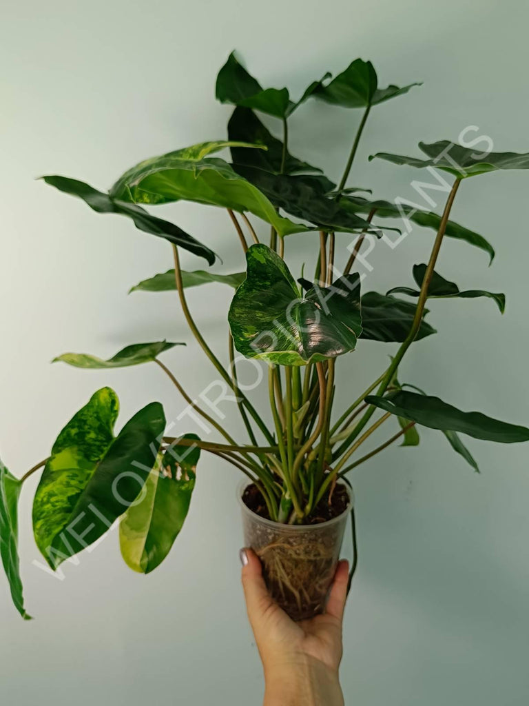 Philodendron burle marx variegata