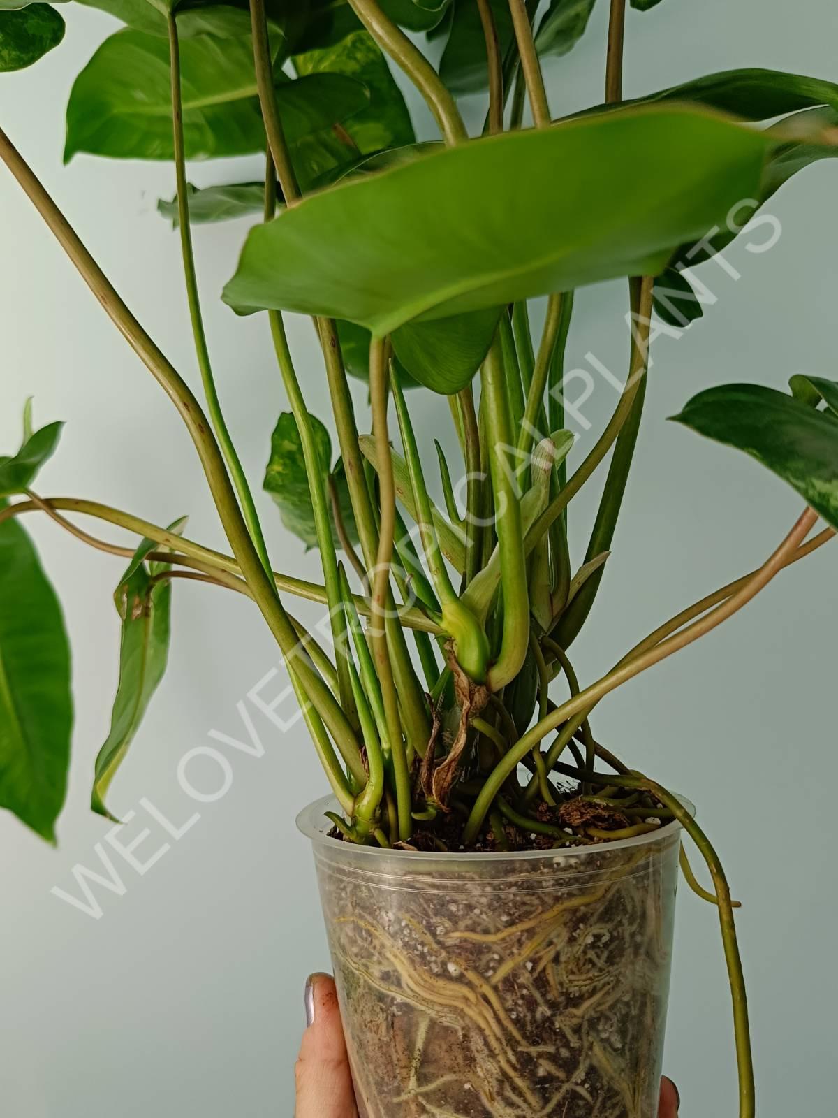 Philodendron burle marx variegata