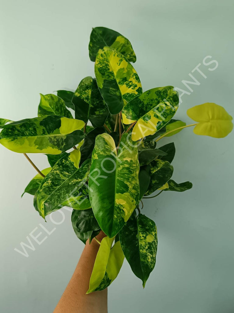 Philodendron burle marx variegata