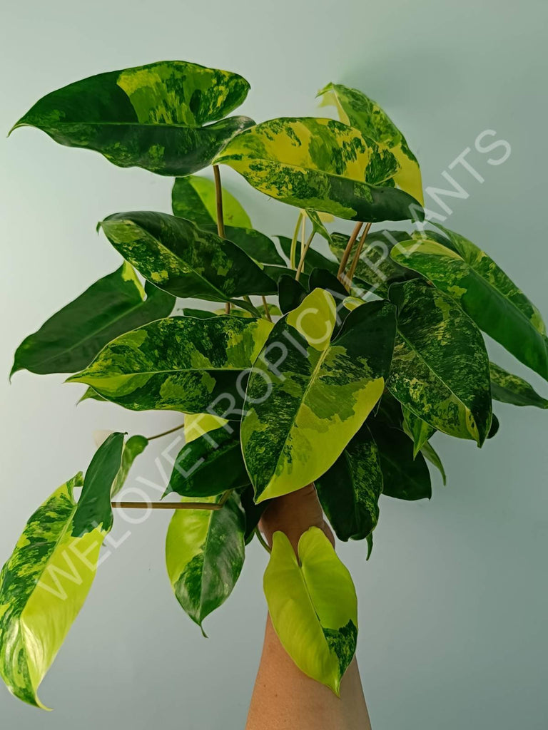 Philodendron burle marx variegata