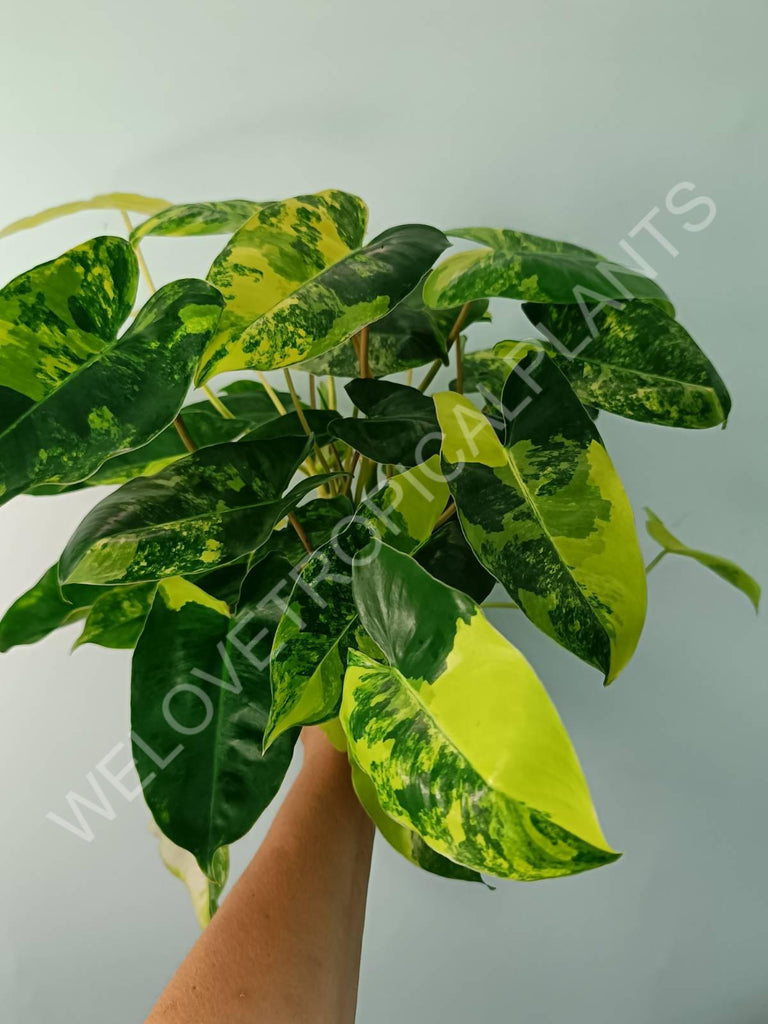 Philodendron burle marx variegata