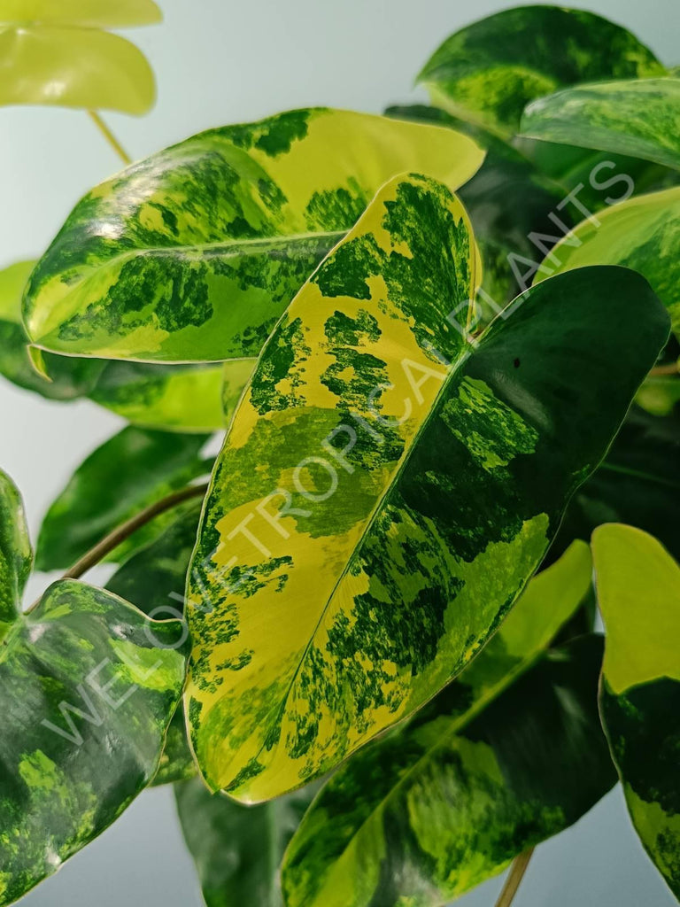 Philodendron burle marx variegata