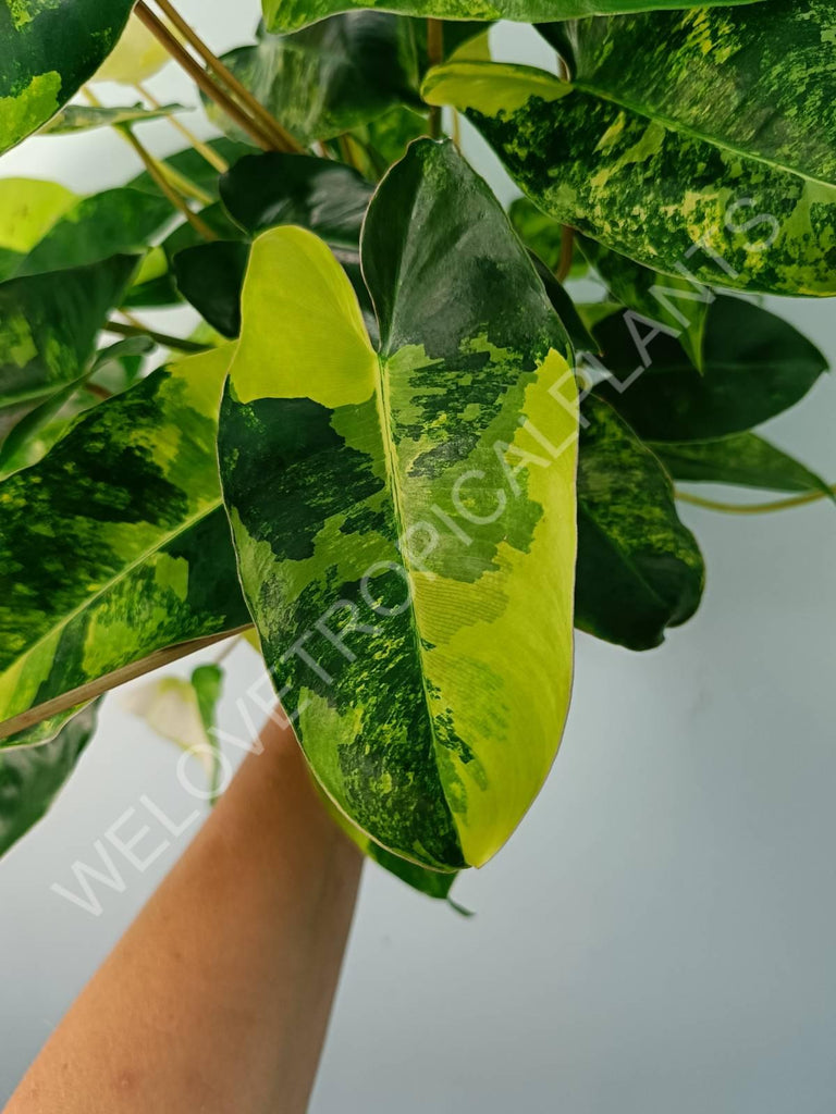 Philodendron burle marx variegata