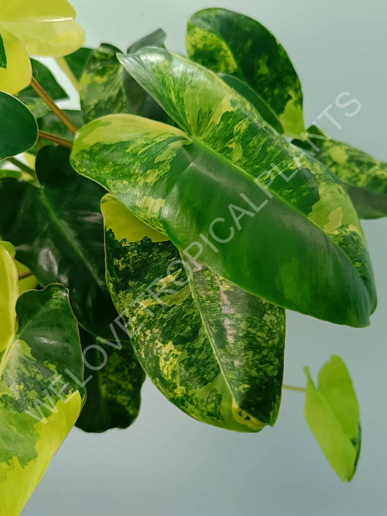 Philodendron burle marx variegata