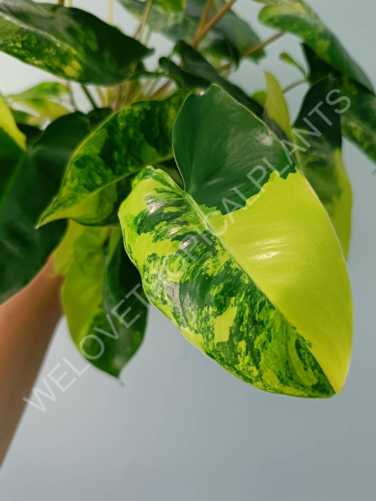 Philodendron burle marx variegata