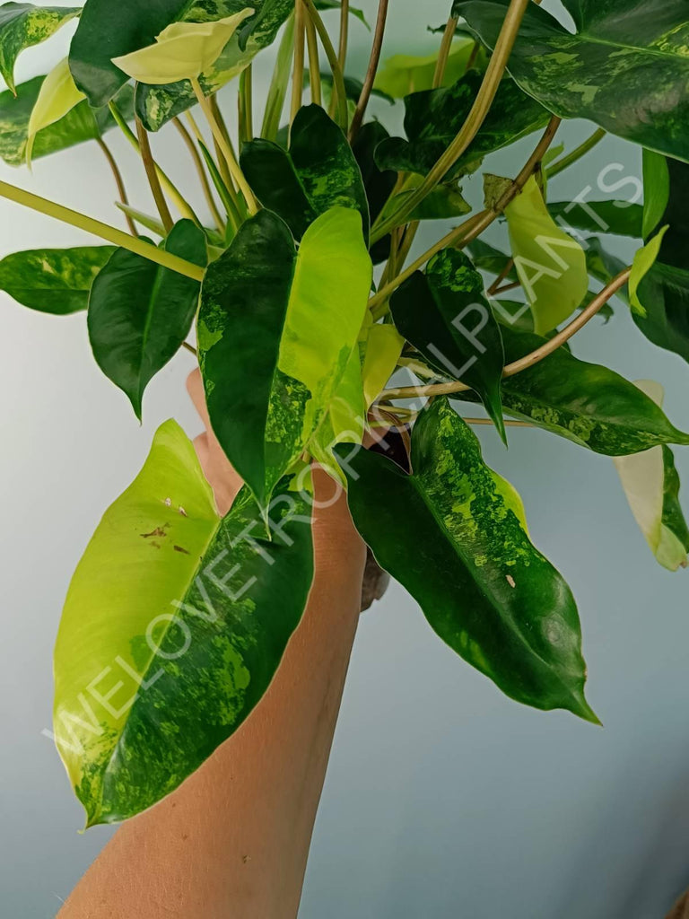 Philodendron burle marx variegata