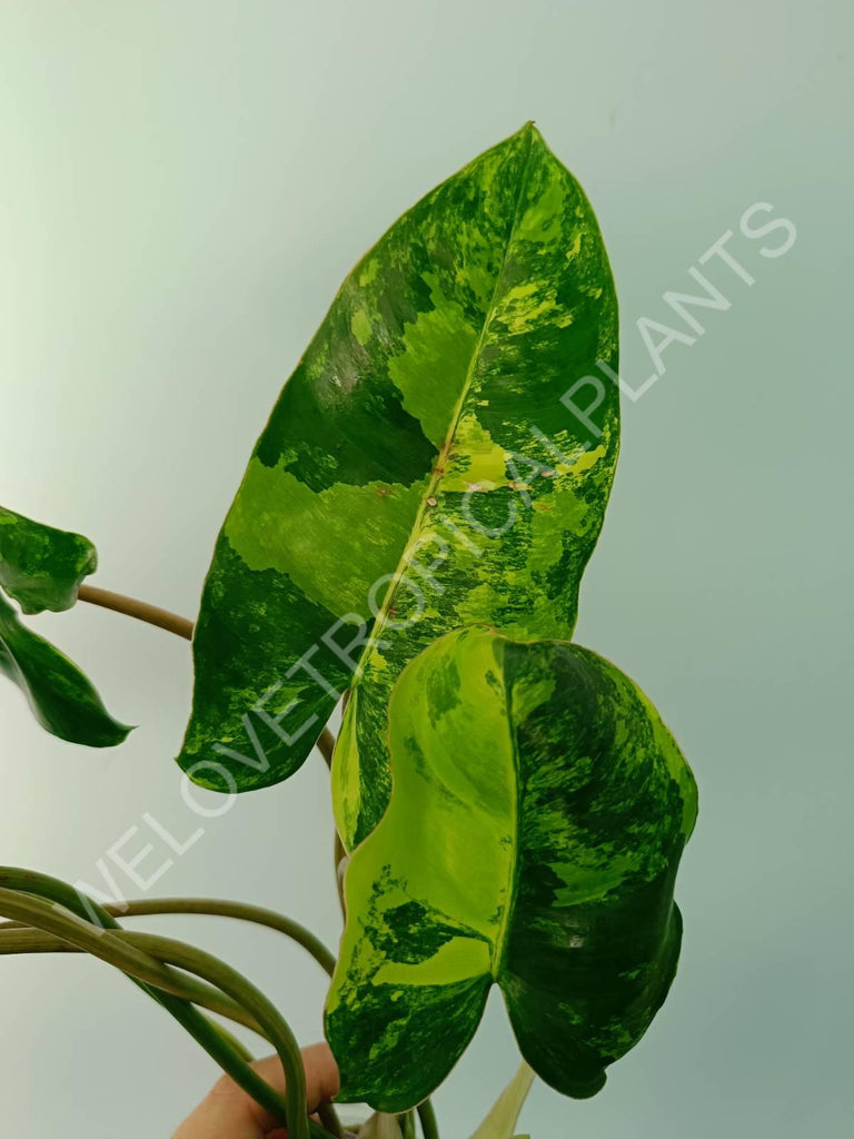 Philodendron burle marx variegata