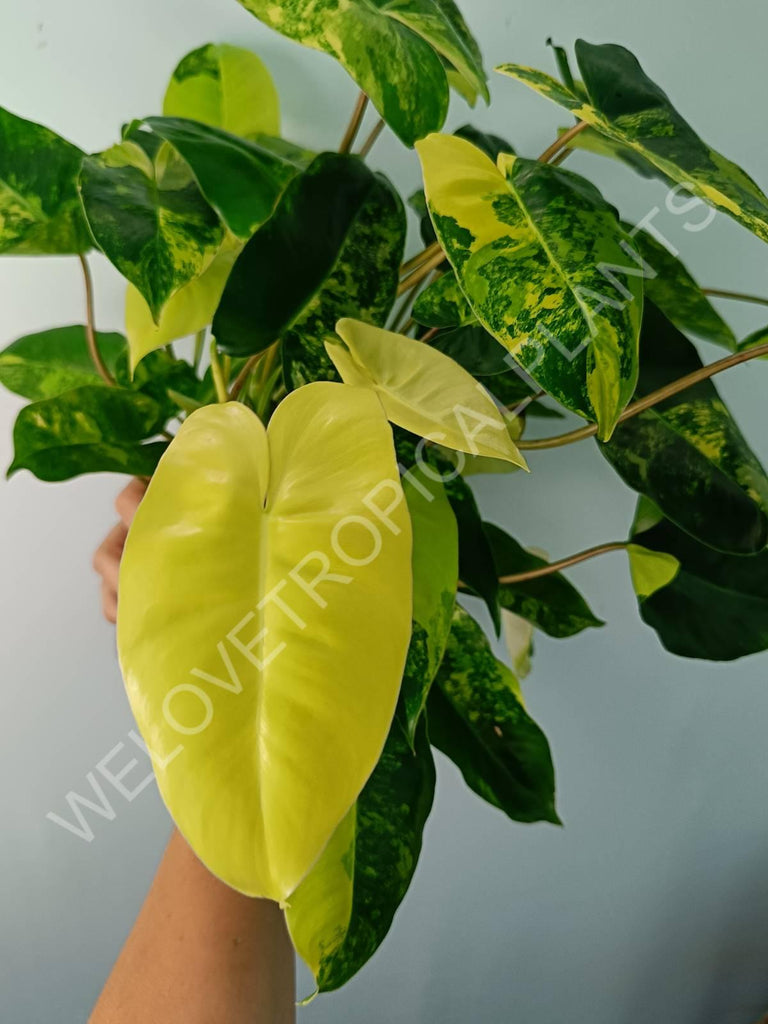 Philodendron burle marx variegata