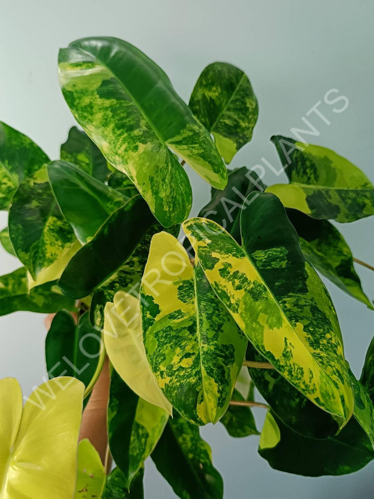 Philodendron burle marx variegata