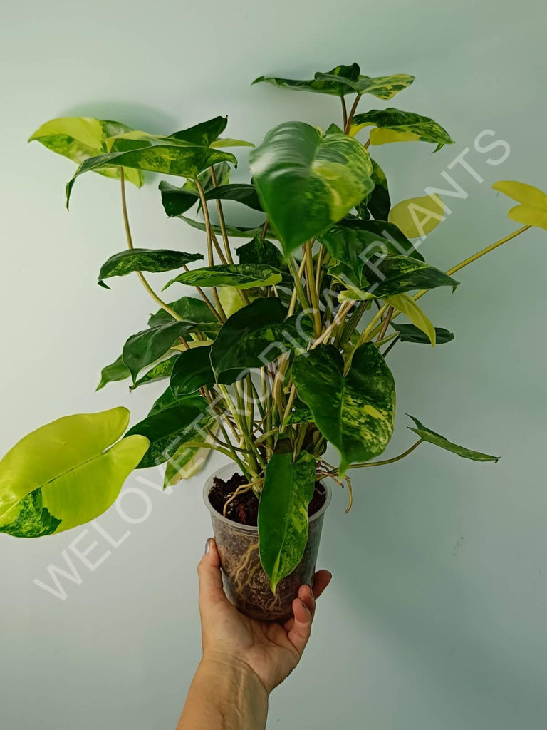 Philodendron burle marx variegata