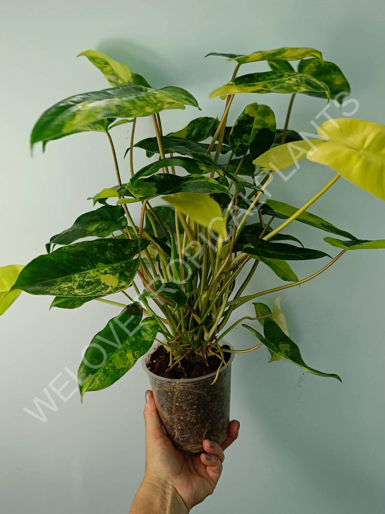 Philodendron burle marx variegata