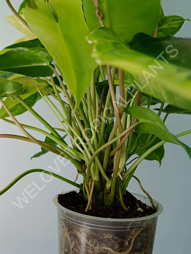 Philodendron burle marx variegata