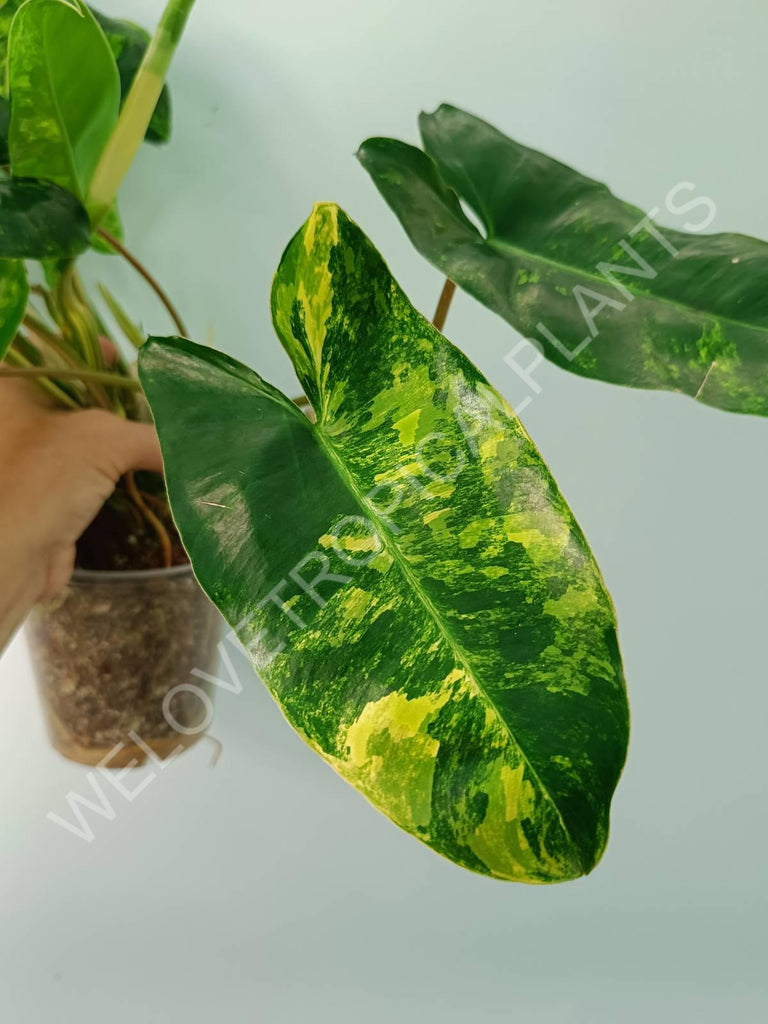 Philodendron burle marx variegata