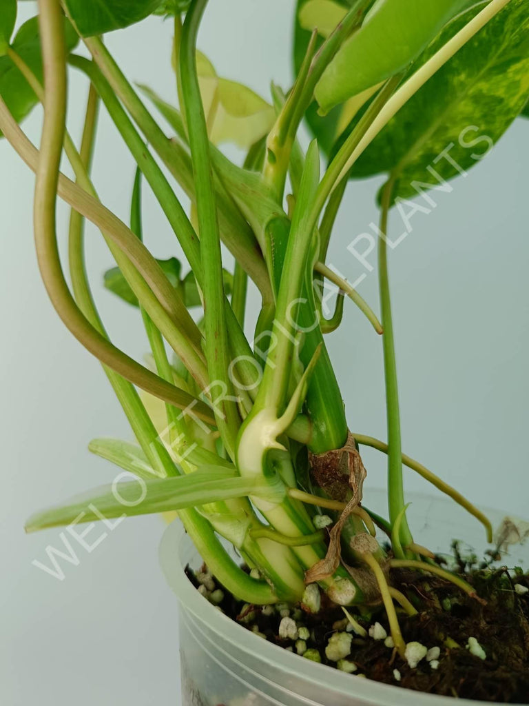 Philodendron burle marx variegata