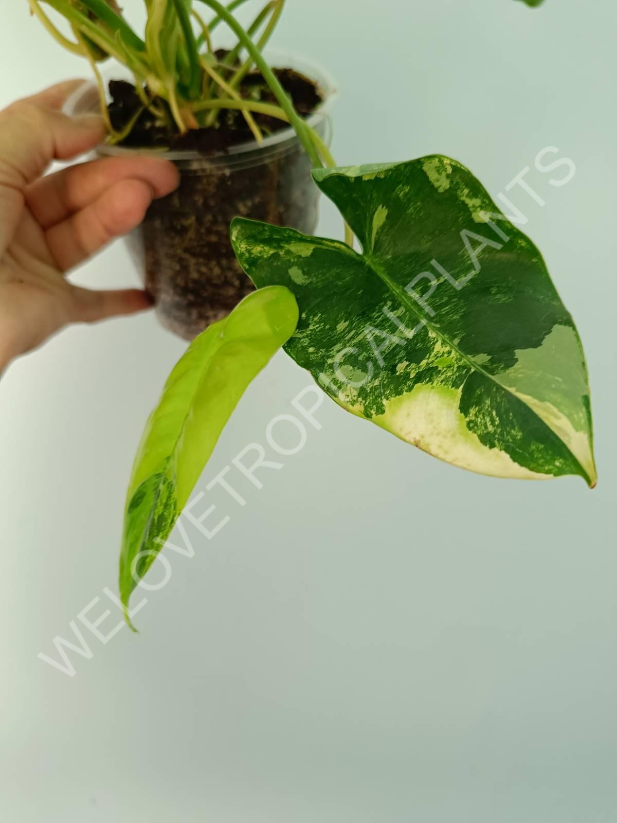 Philodendron burle marx variegata