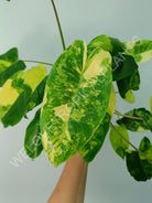 Philodendron burle marx variegata