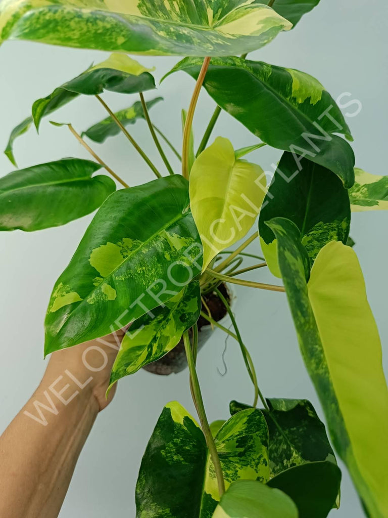 Philodendron burle marx variegata