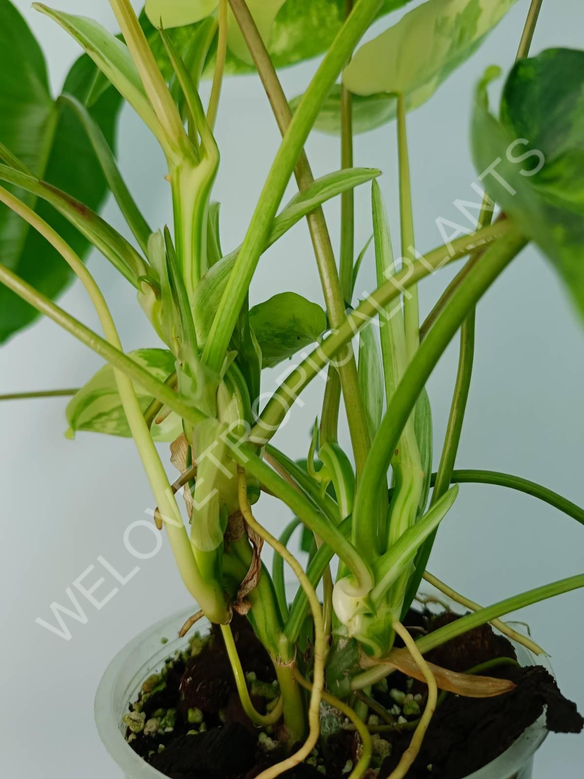 Philodendron burle marx variegata