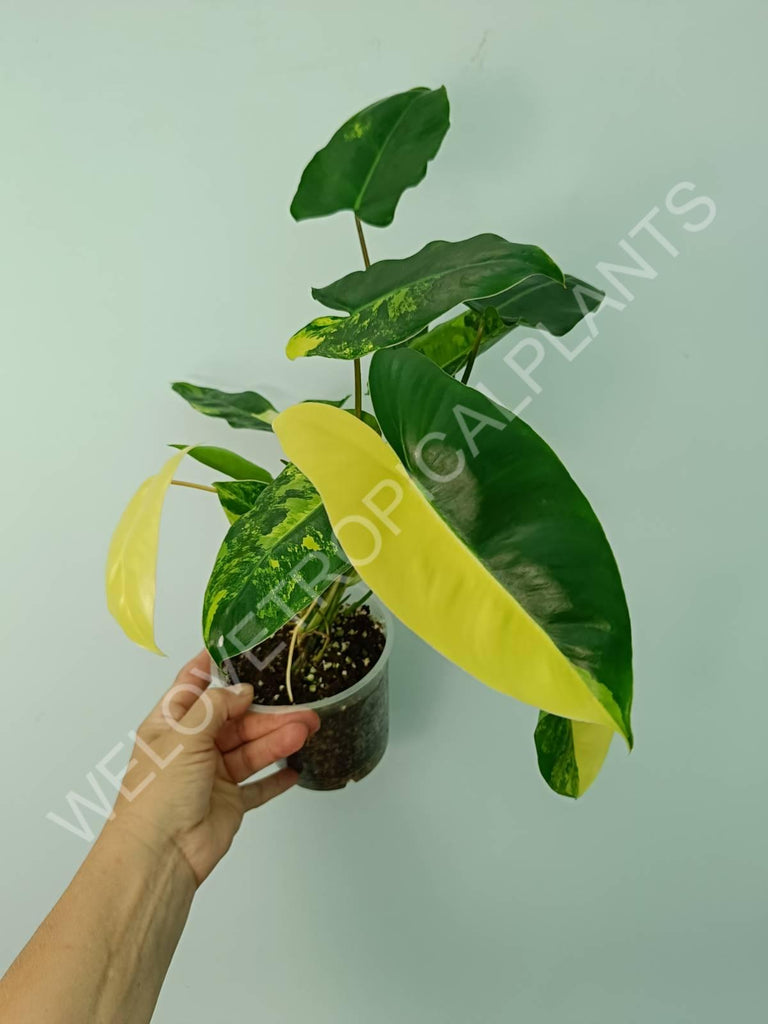 Philodendron burle marx variegata