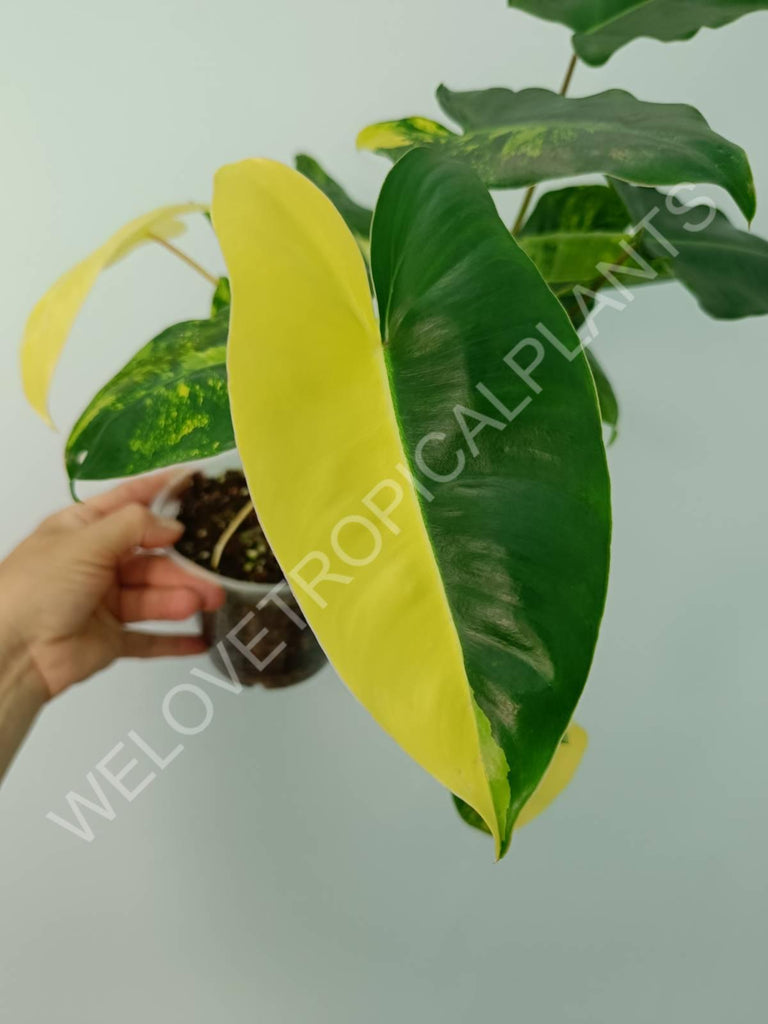 Philodendron burle marx variegata