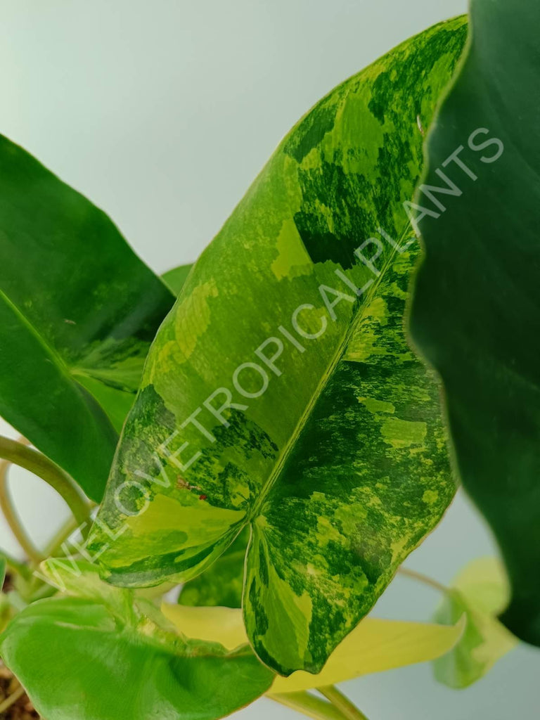 Philodendron burle marx variegata