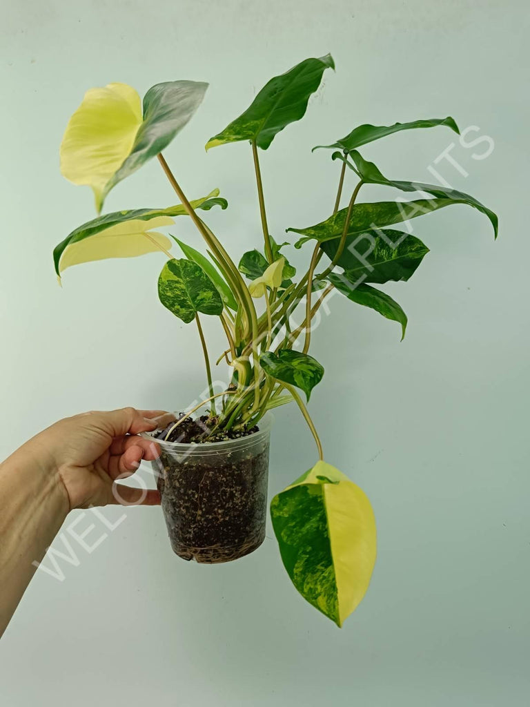 Philodendron burle marx variegata