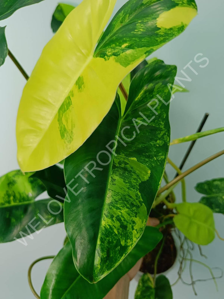 Philodendron burle marx variegata