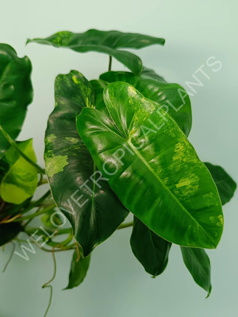 Philodendron burle marx variegata